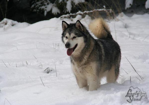 Nanook Spirit Mountain Sky Joy