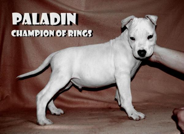 Paladin Champion Of Rings