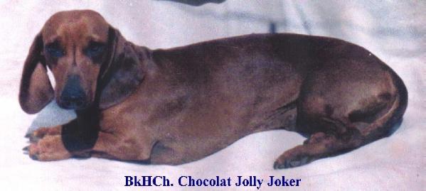 HGRCH Chocolat Jolly Joker