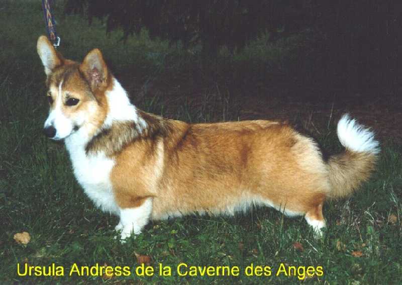 Ursula Andress De La Caverne Des Anges
