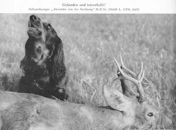 GS'53 Alexander vom Saatkamp