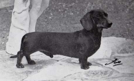 ENG CH Prince Albert Of Wendlitt