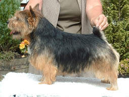 Foxwood Ninja Warrior