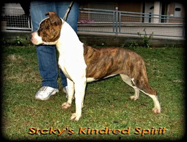 Srcky's Kindred Spirit