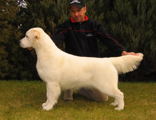 INTCH, CH HUNGARY Dewmist Star of The Blue Hope