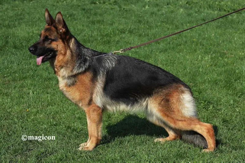 SG Jolie von Haus Edmond