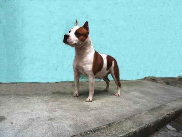 Chiquinha do american pride