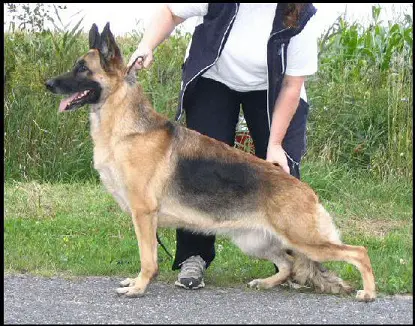 CAN SEL CH Dynamic's Gitane Manzerol