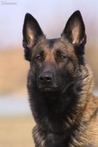 Coco von der Slavenburg