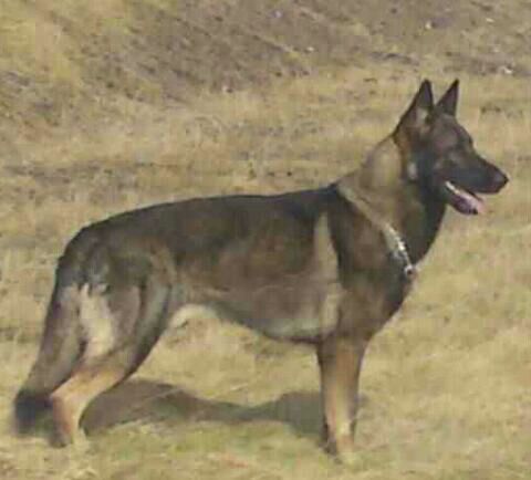 harro von spitzbubezwinger