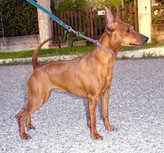 CH. Mercedes vom kosslbachtal