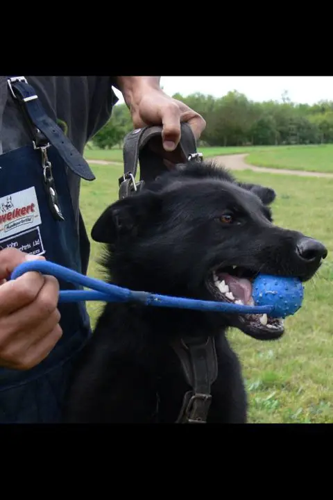 Vonlanathein Amythest at Vonbricknell