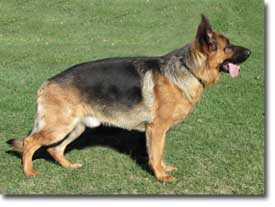 Maxwell Vom Yasko Langbogen