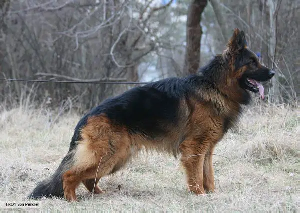 CH MOL,GRCH UA,BBB, CAC,CACIB,BOB Troy vom Pendler