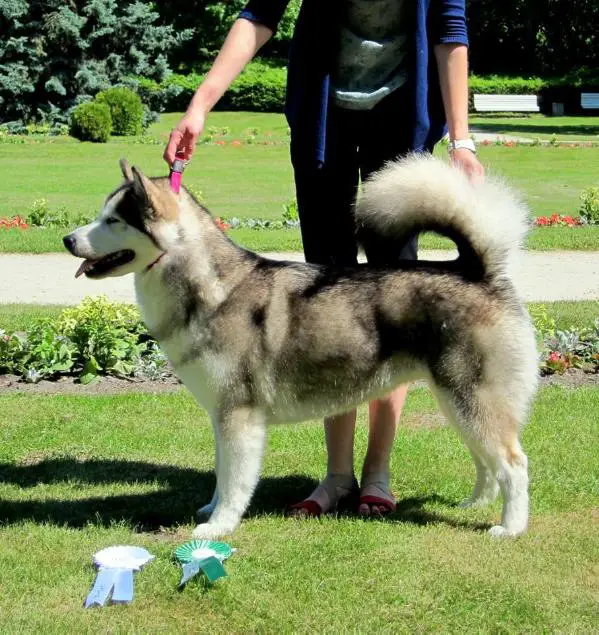 CIB DK LT LV EE BY BALT CH Mahala Del Biagio