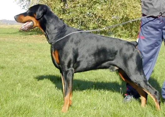 INT'L CH, MULTI CH Ramonburg's Chinji