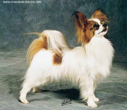 Ringlands Royal Flush