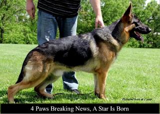 4 Paws Breaking News, A Star is Born