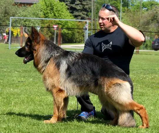 LVJCH,ESTJCH,LV,LTCH Vonder Van Wolf Meinardberg