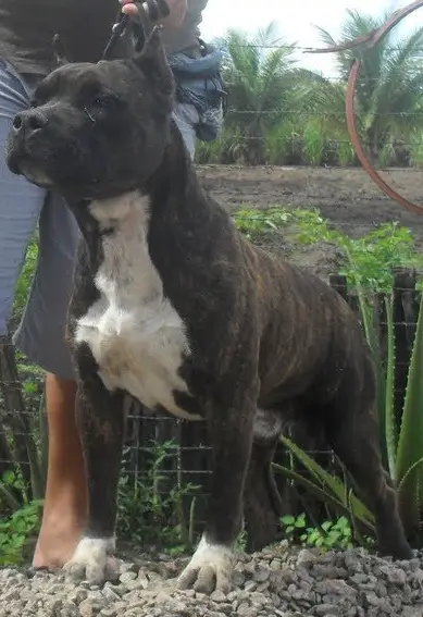 Wytorias Pit CA Rider On The Storm