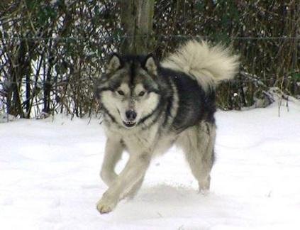 Caloo of Greystone Shadow