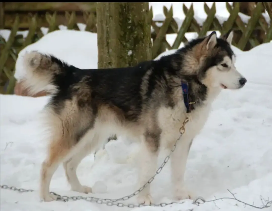 Arctic Hope's Double T'Alisman