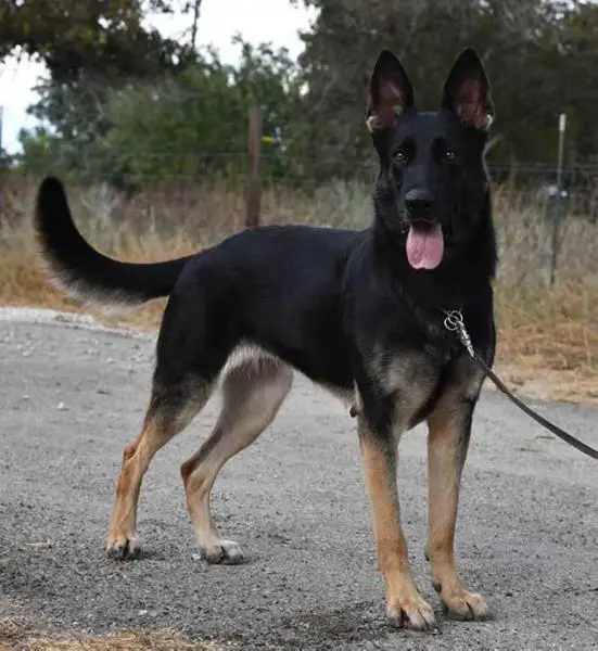 A’Jin-Jin-Jin du tuller rett