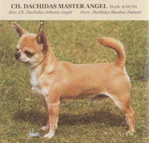 Dachida's Master Angel
