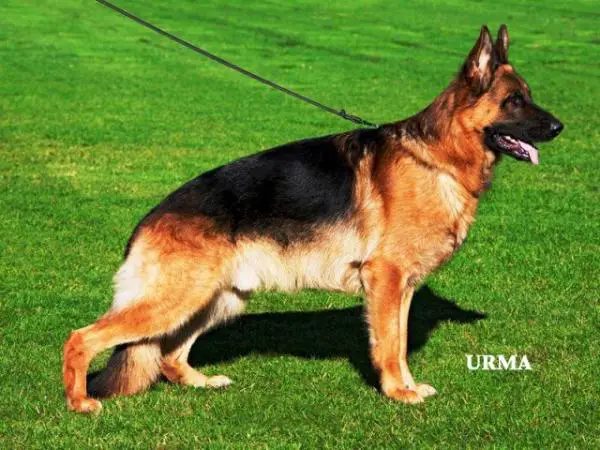 V Lennor vom Holtkämper See @ Bundaberg