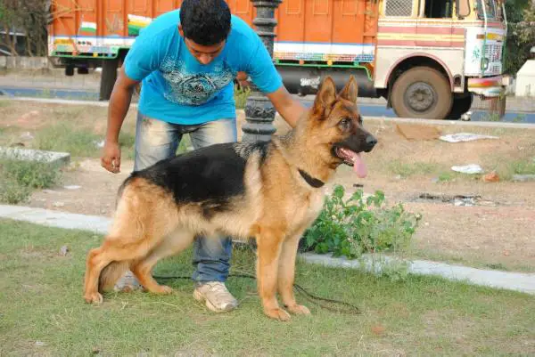 Farina Vom Fichtenschlag