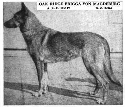 CH (AKC) Frigga von Magdeburg [Oak Ridge]