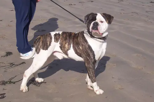 Ostergaard's Chulo