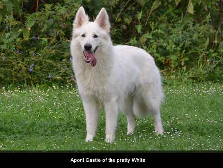 Aponi Castle of the pretty White