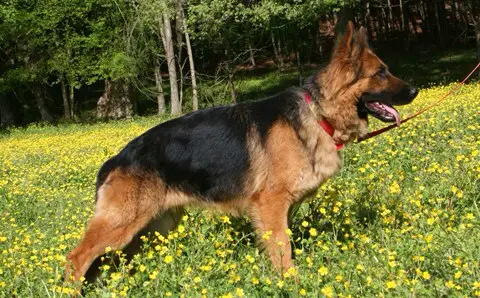 Sasha Von Riverbend - Riverbend Shepherds