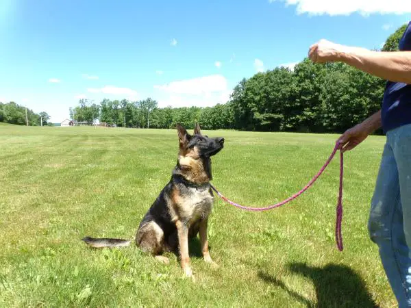 Maggie vom Empire Zwinger