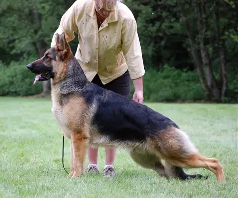 BISS GrCh (CAN) Waseemah's Czar