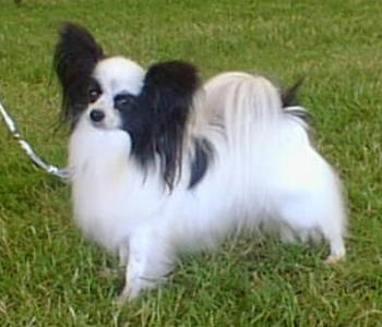 Serenglade Sebastian At Temelora