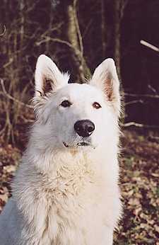 Anouck des loups du grand nord