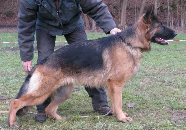 10X V1, VT, OV, KV Lory Irluka