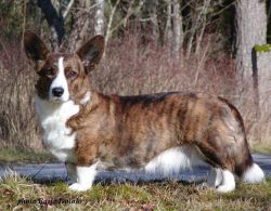 Geestland's Lambent Lulu