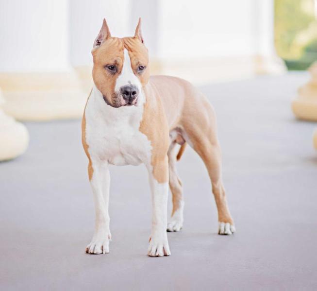 CH Born For You Via Fortuna Long Step