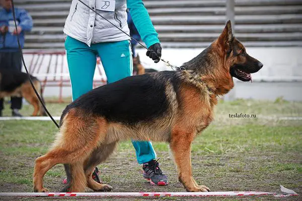 Zakhar no Bartas Krasta