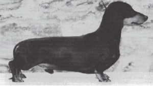 ENG CH D'Arisca In Confidence