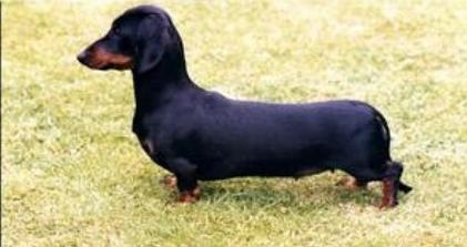 D' Arisca Delicate Lady