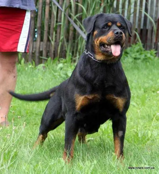 DT.JGD.(VDH)-CH, EJS'06 Xena vom Kressbach