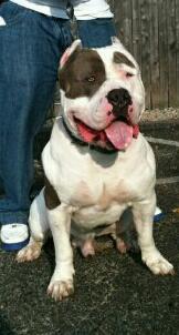 ROYALL'S KING OF NEW YORK