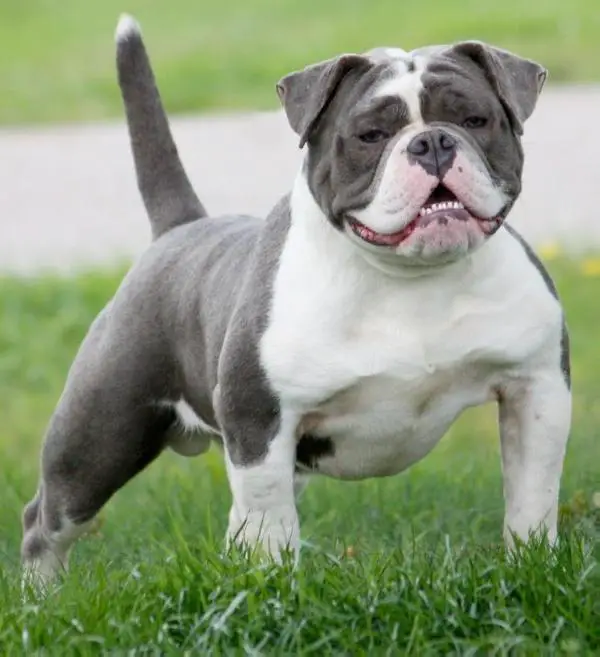 Bullforce Sharky