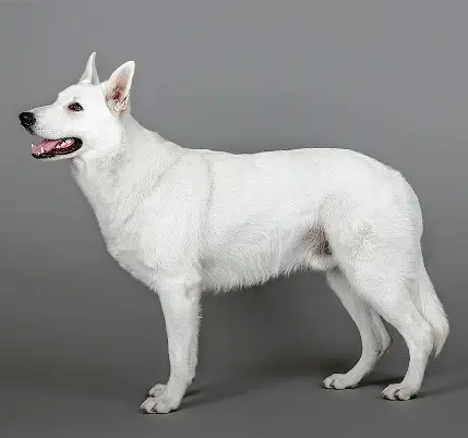 Arpad-Kimo vom Leukergrund