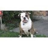 Buff Bullies Spanky Boy