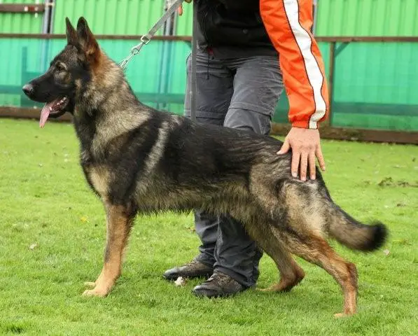 Drago von der Hornhütte